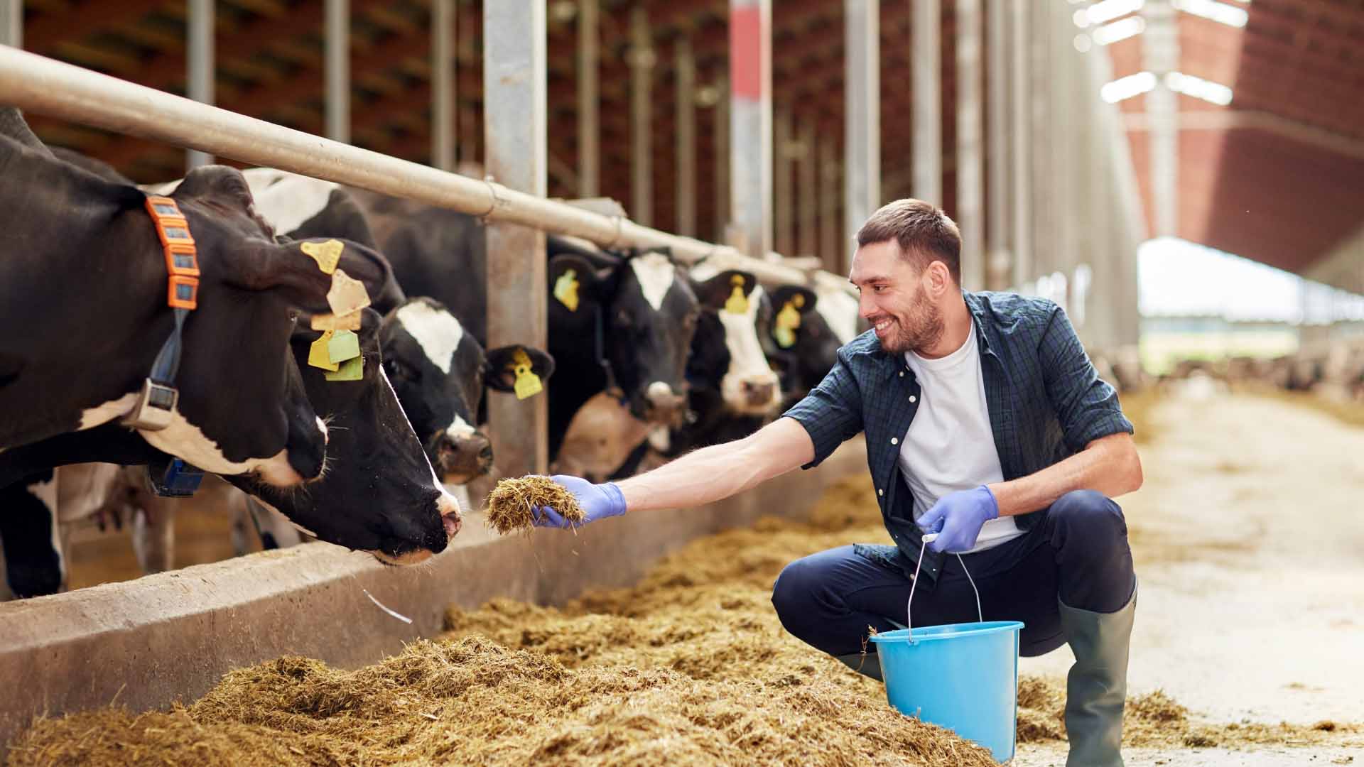 man feeding a cow
