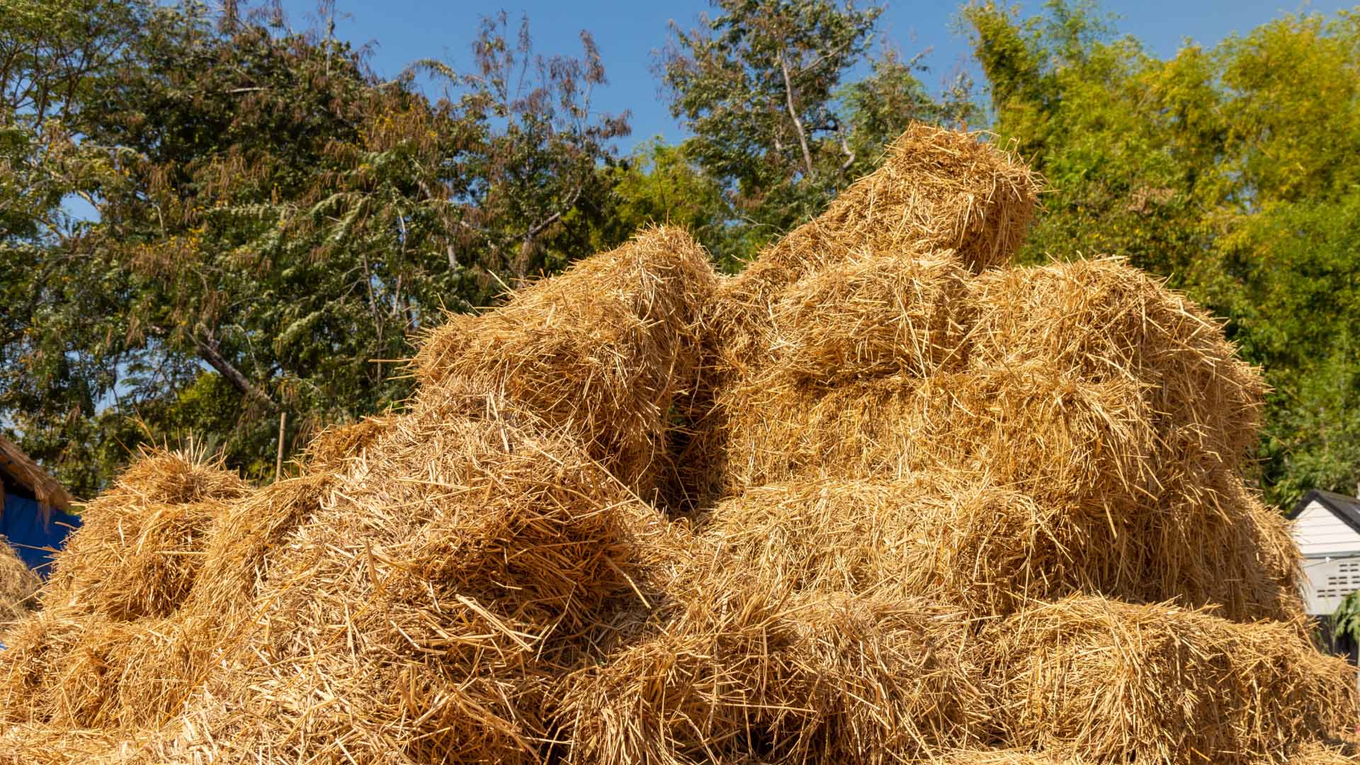 Feed for livestock crossword clue