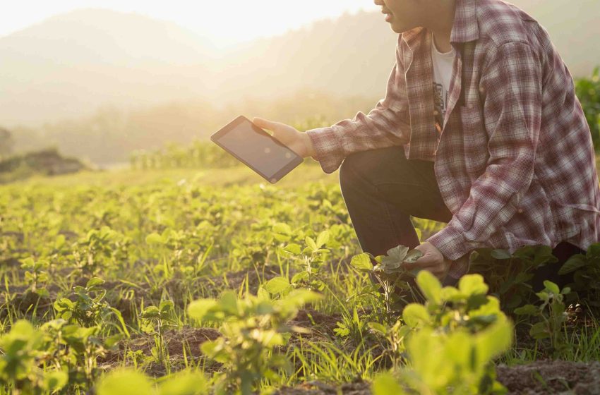  The Role of Farm Labor Management Software in Increasing Productivity