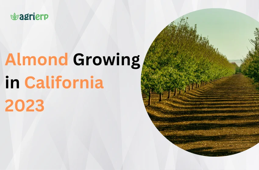 Almond Growing in California Landscape 2023 Trends and Challenges