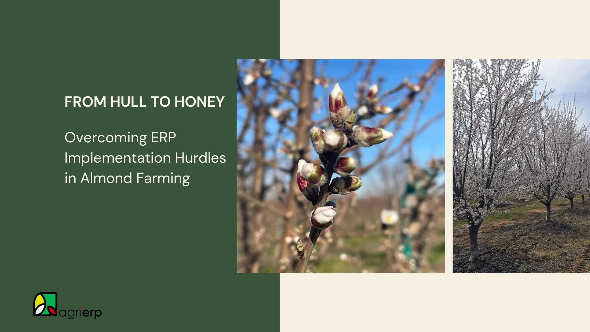 almond farming