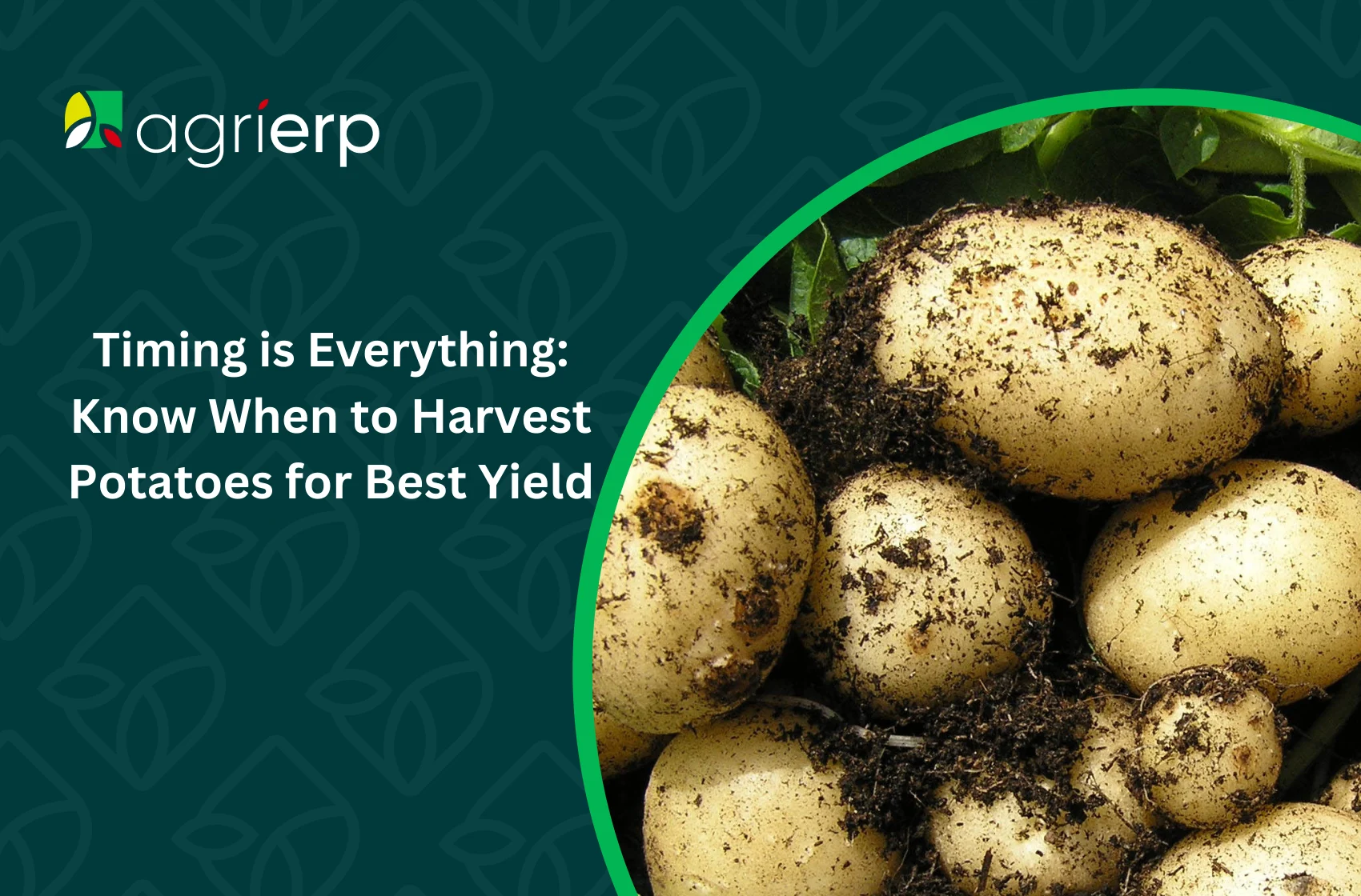 When to harvest potatoes