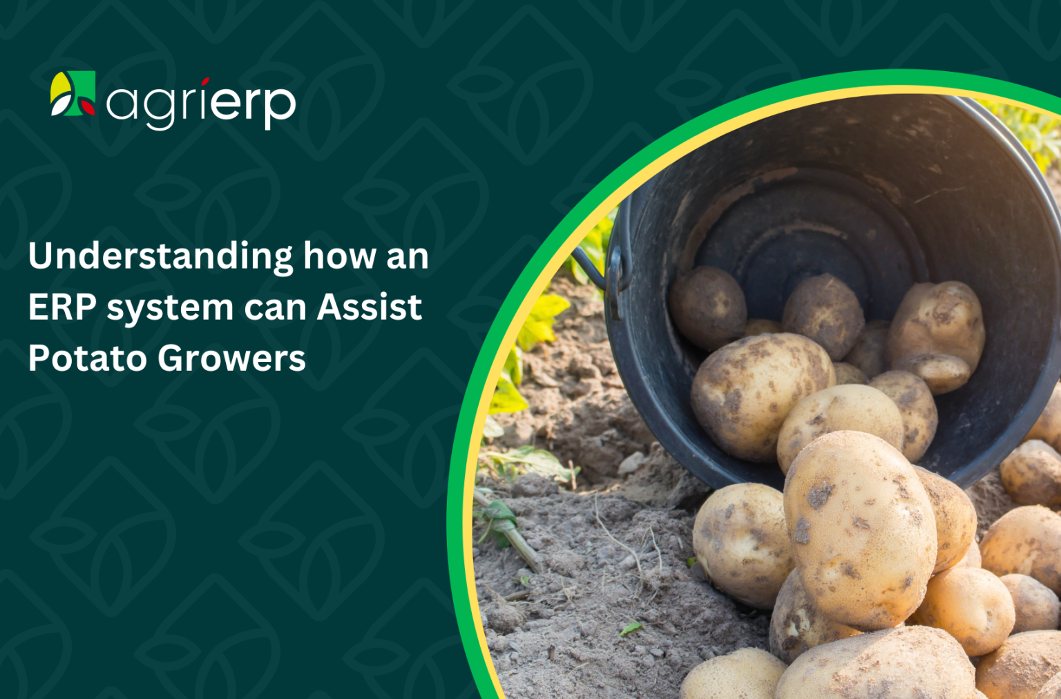 Understanding how an ERP system can Assist Potato Growers - AgriERP Blog
