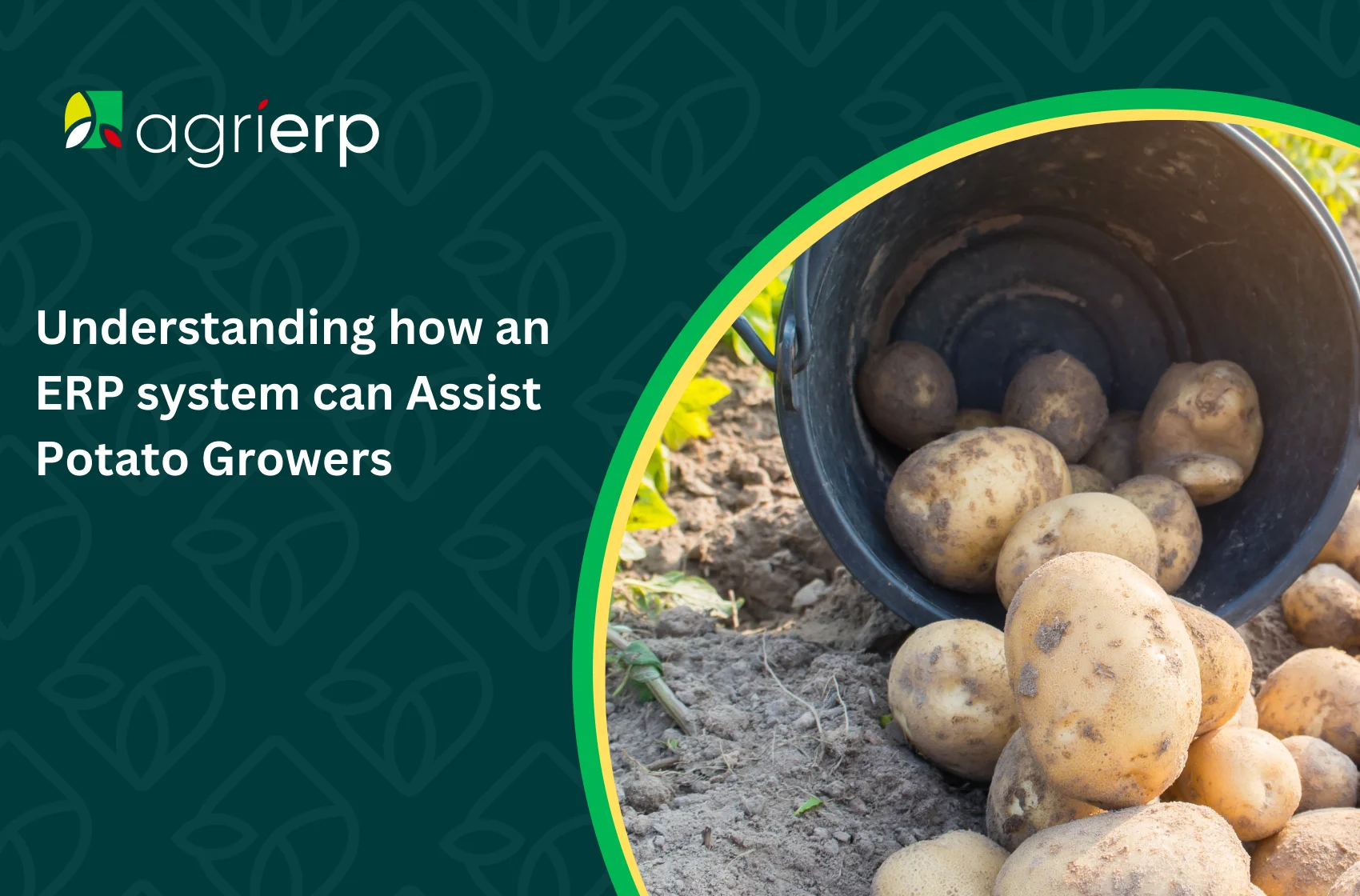 Potato growers