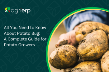 All You Need to Know About Potato Bug: A Complete Guide for Potato