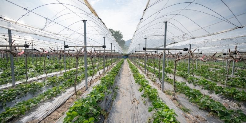 what is vertical farming