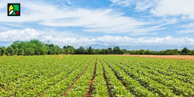 commercial agriculture