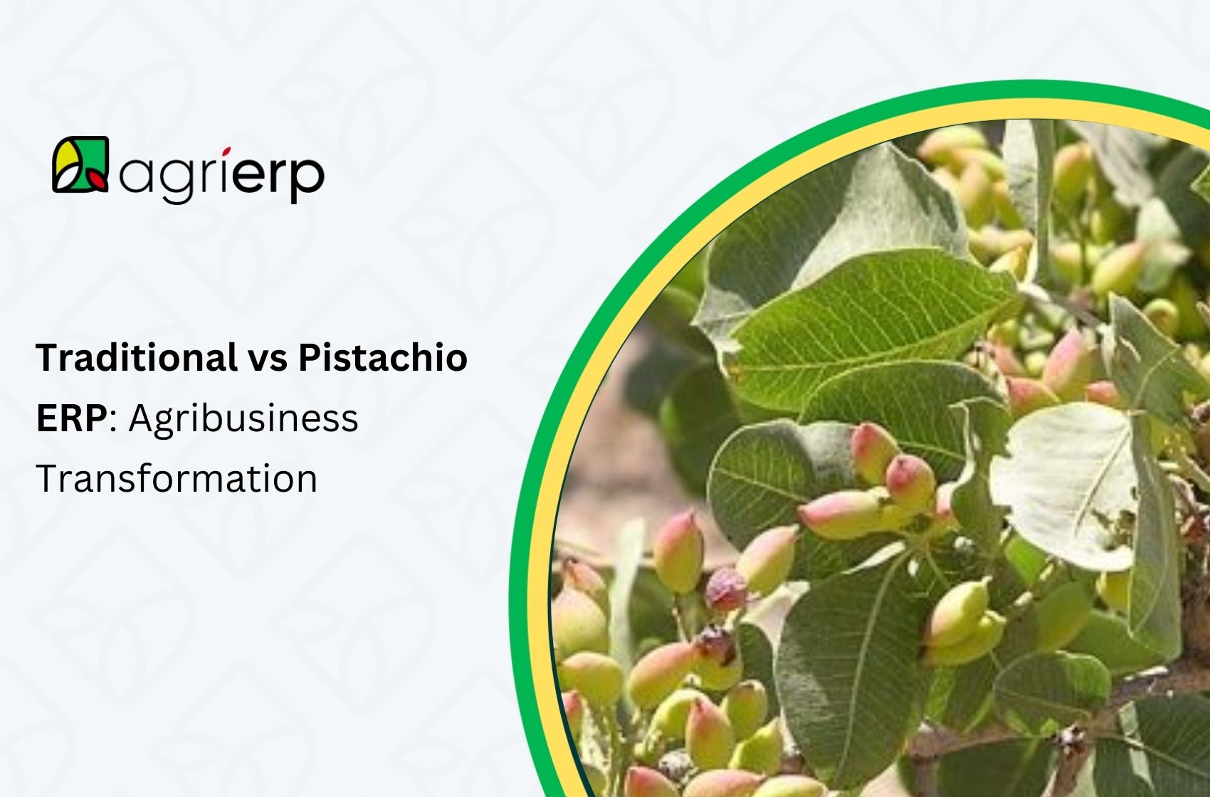 traditional vs pistachio erp