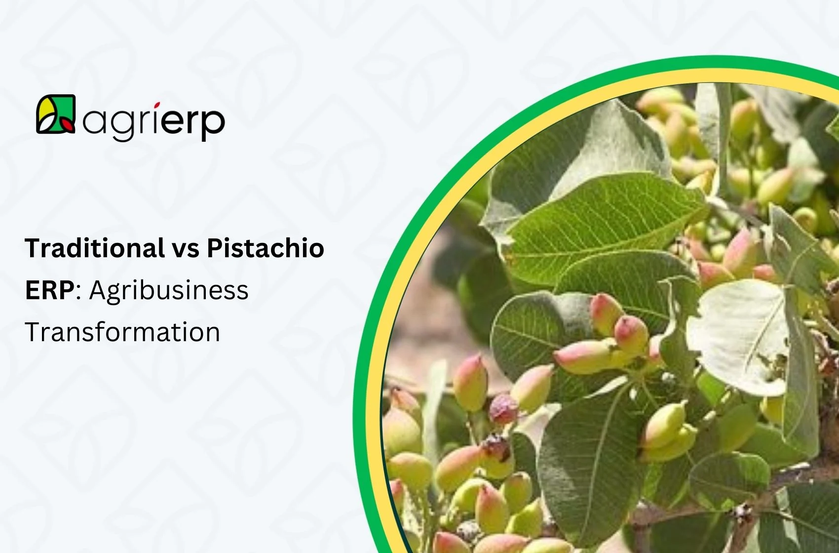 traditional vs pistachio erp