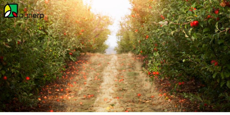 what is an orchard farm