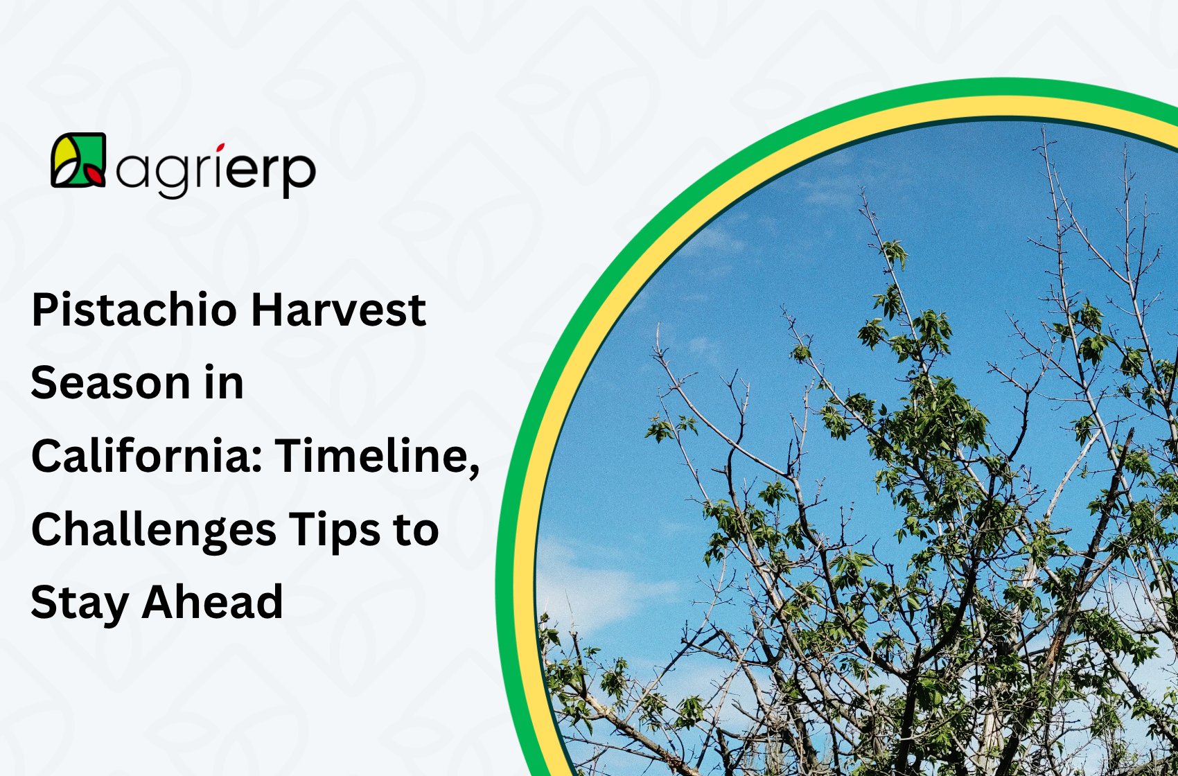a picture of a pistachio tree in peak Pistachio Harvest Season in California