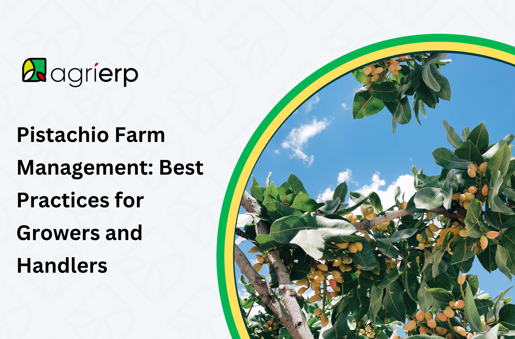 an image of a growing pistachio tree with the title, "Pistachio Farm Management: Best Practices for Growers and Handlers"