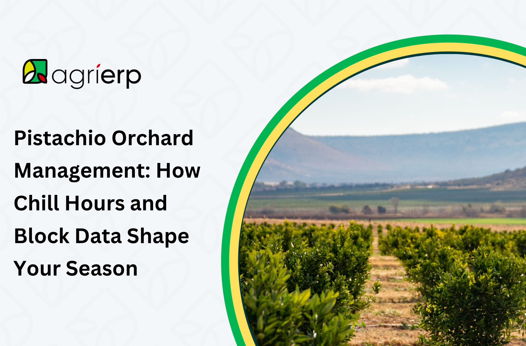 an image of pistachio orchards with the text "Select Pistachio Orchard Management: How Chill Hours and Block Data Shape Your Season Pistachio Orchard Management: How Chill Hours and Block Data Shape Your Season"