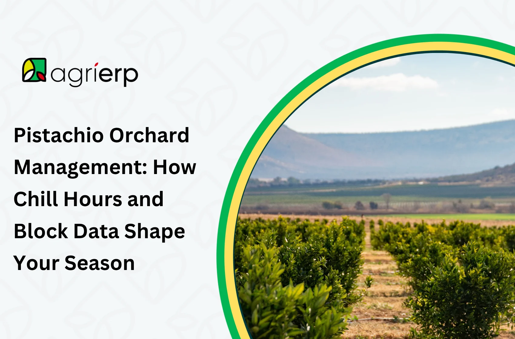 an image of pistachio orchards with the text "Select Pistachio Orchard Management: How Chill Hours and Block Data Shape Your Season Pistachio Orchard Management: How Chill Hours and Block Data Shape Your Season"