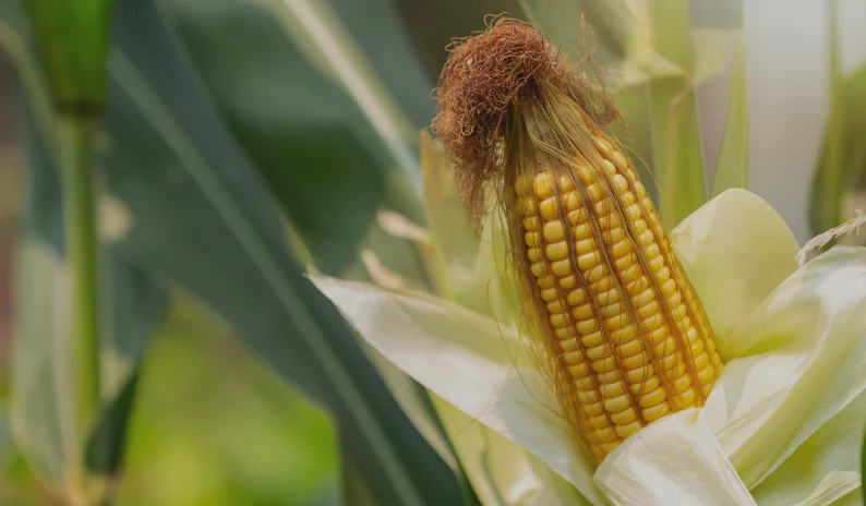 Corn Farms