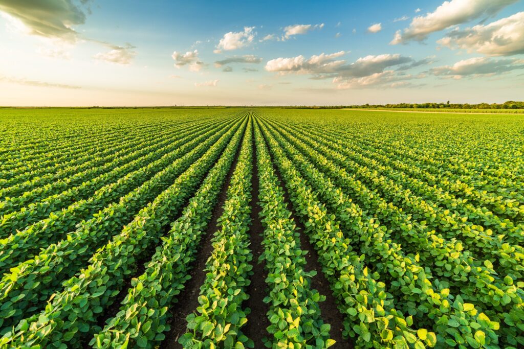 soybean facts, economic impact, and agricultural value in the u.s.