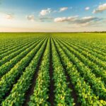 soybean facts, economic impact, and agricultural value in the u.s.