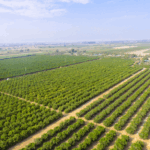 Trump Statement on Farm Workers What It Means for Agriculture