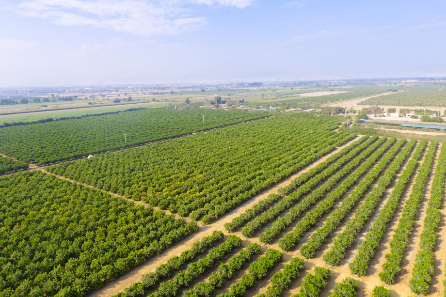 Trump Statement on Farm Workers What It Means for Agriculture
