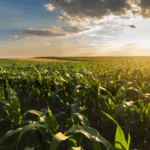 usda’s may wasde report record corn crop and tight soybean