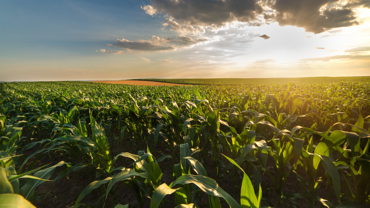 usda’s may wasde report record corn crop and tight soybean