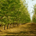 california almond shipments down 9% in june