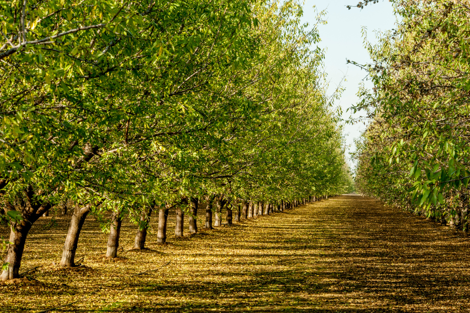 california almond shipments down 9% in june