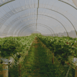 optimizing greenhouse profitability