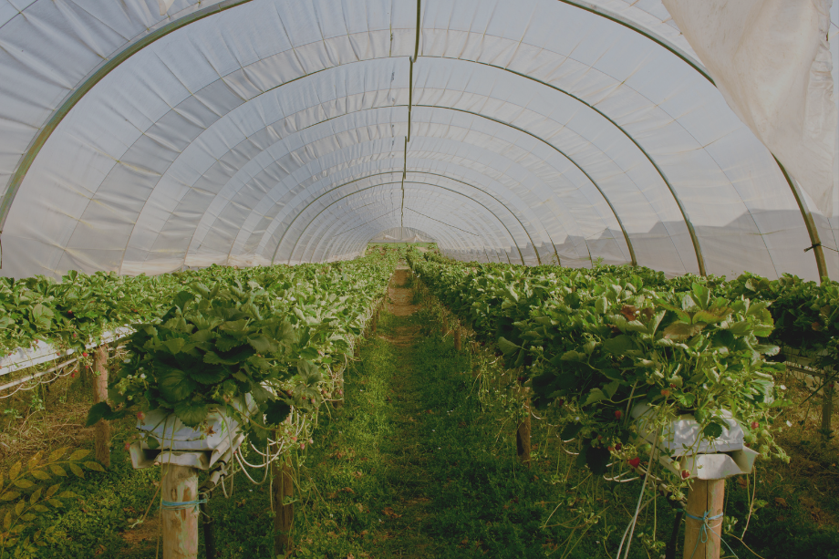 optimizing greenhouse profitability