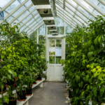 greenhouse growers face a path of opportunities and challenges
