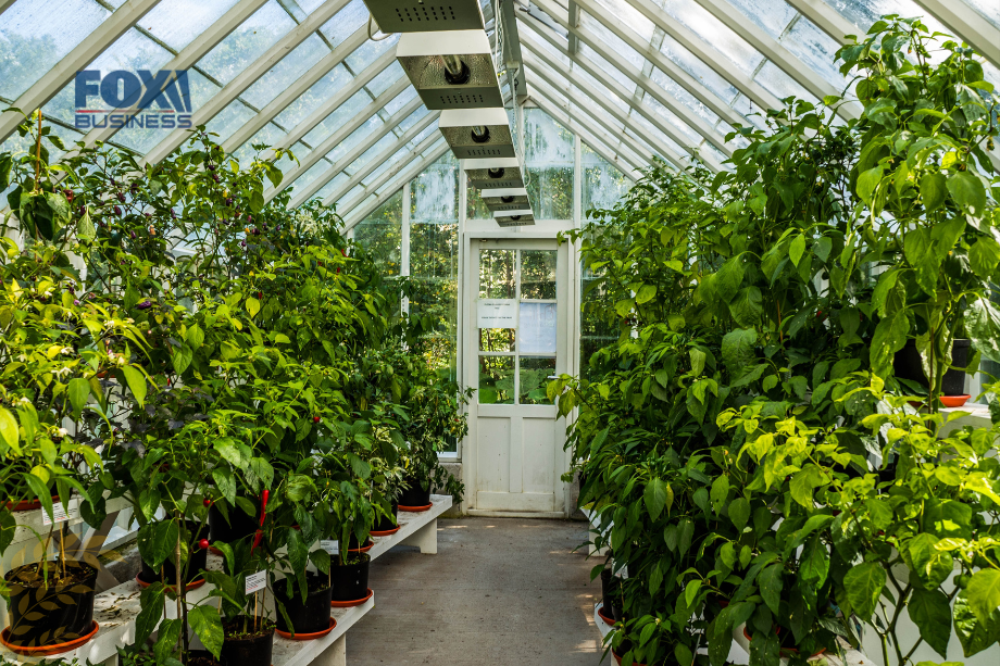 greenhouse growers face a path of opportunities and challenges