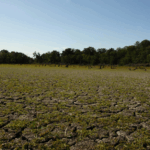 illinois farmer sees resilient crops despite dryness