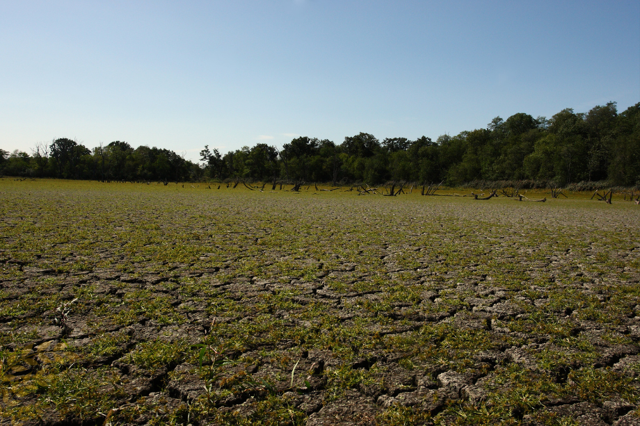 illinois farmer sees resilient crops despite dryness