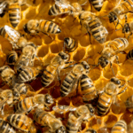 unprecedented-decline-in-u.s.-pollinator-populations-and-its-implications-for-agriculture