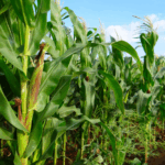 Crop Tour Projects Record Corn Yields: USDA Ratings Mixed