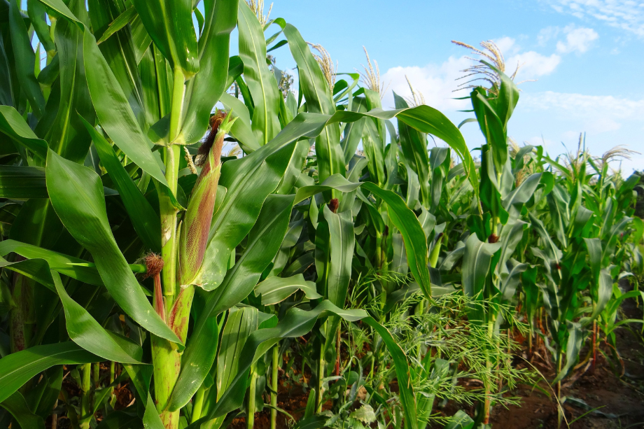 Crop Tour Projects Record Corn Yields: USDA Ratings Mixed