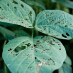 Late-summer weather will decide the 2025 soybean disease story