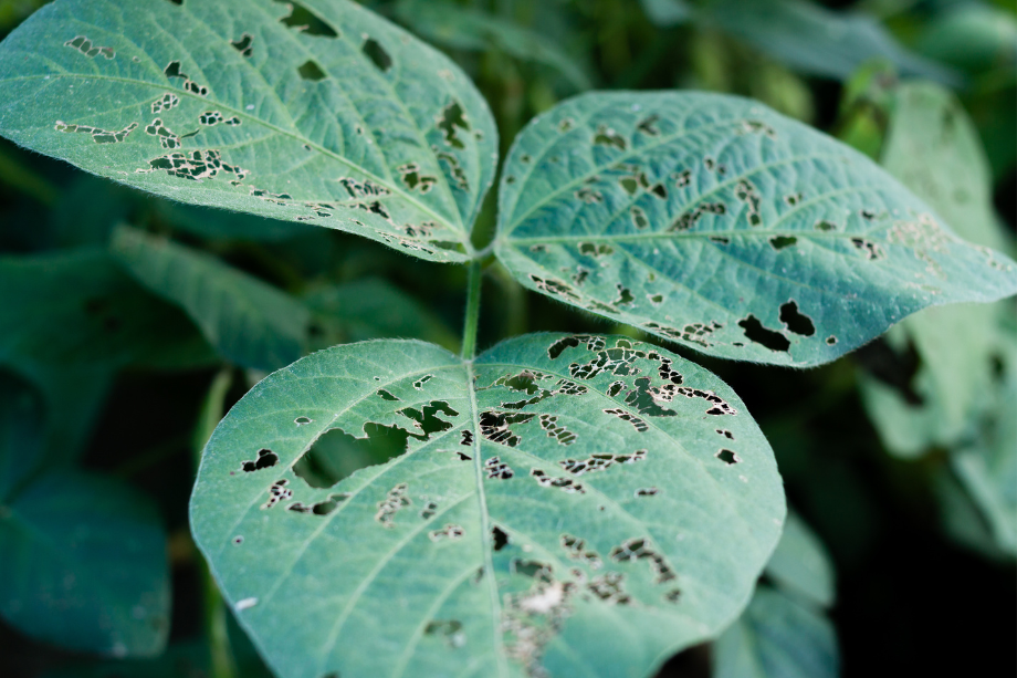 Late-summer weather will decide the 2025 soybean disease story