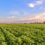 North American Potato Farming
