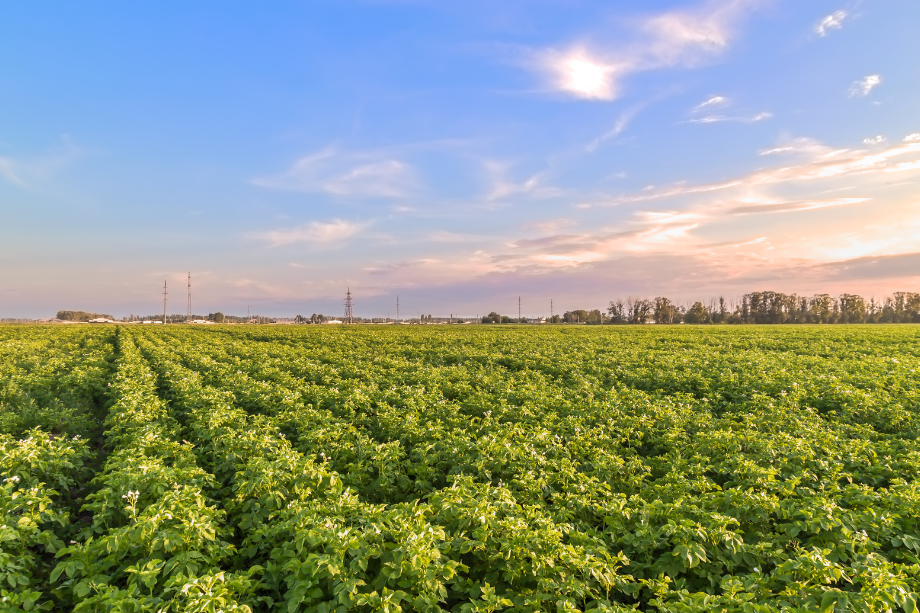 North American Potato Farming
