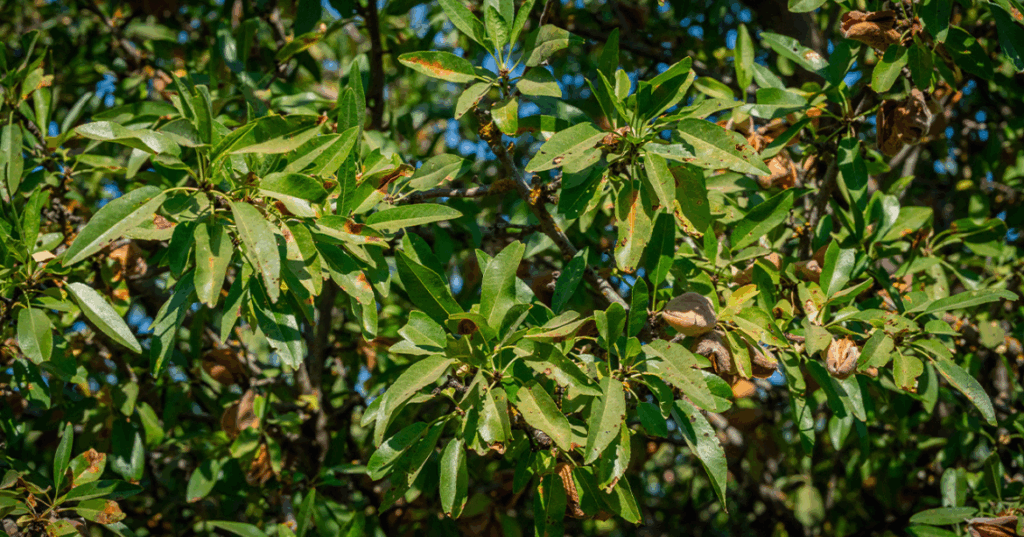 preventative fungicide treatments key to managing red leaf blotch in almond orchards