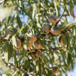 preventative fungicide treatments key to managing red leaf blotch in almond orchards