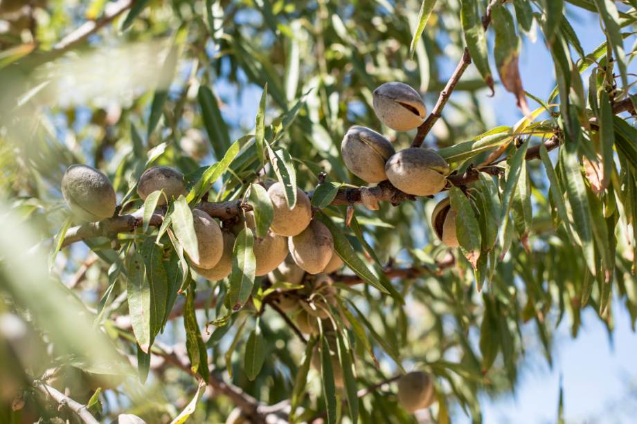 preventative fungicide treatments key to managing red leaf blotch in almond orchards